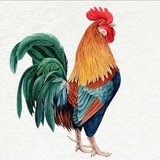 Telegram profile photo for خروس 🐓