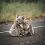 Telegram profile photo for Aussies United