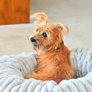 Telegram profile photo for Daily dose of Chapa 🐶