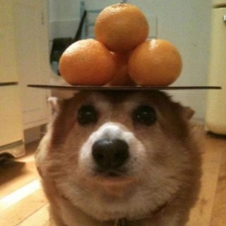 Telegram profile photo for Devices with Misha