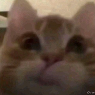 Telegram profile photo for Free proxy Amigos