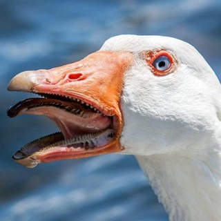 Telegram profile photo for Гражданин ГуZzz