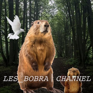 Telegram profile photo for 𝙻𝙴𝚂_𝙱𝙾𝙱𝚁𝙰 | 𝙲𝙷𝙰𝙽𝙽𝙴𝙻