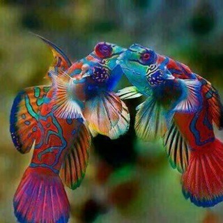 Telegram profile photo for نتیجه کانال به سوی کامیابی 🔥انگیزشی شکر گذاری تغییر باور در 60ثانیه دوره کوین ترودو
