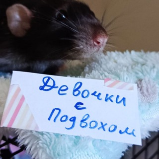 Telegram profile photo for Девочки с подвохом