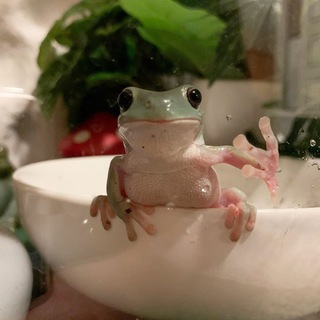 Telegram profile photo for лягушки и жабы 🐸