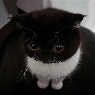 Telegram profile photo for синабон фан пейдж