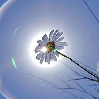 Telegram profile photo for كُـنَّـاشَـة السُـنيَّـة ོ