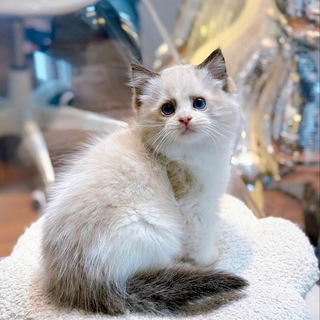 Telegram profile photo for (看置顶)木牌钱多多宠物乐园
