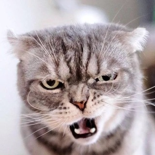 Telegram profile photo for КОТОПЁР