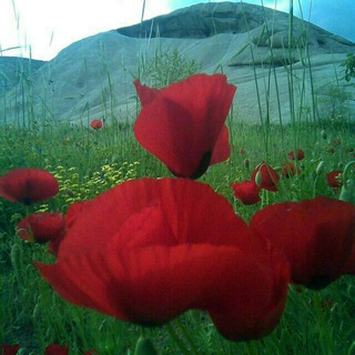 Telegram profile photo for کانال نیاقیها