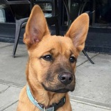 Telegram profile photo for $SCOOBY - Portal