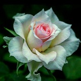 Telegram profile photo for گیاهان دارویی طب بوعلی