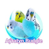 Telegram profile photo for Ayratyn Budgie