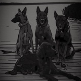 Telegram profile photo for THE DOG DRIVE