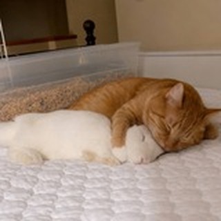 Telegram profile photo for THE ORANGE CAT