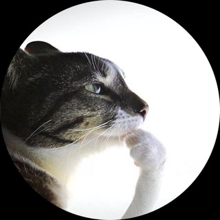 Telegram profile photo for Essence devlogs