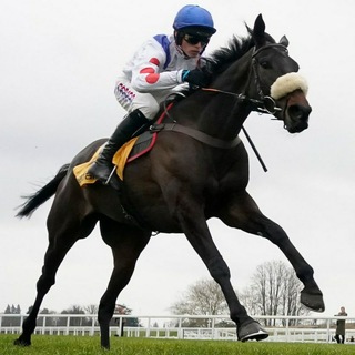 Telegram profile photo for Free Horse Racing Tips 🏇
