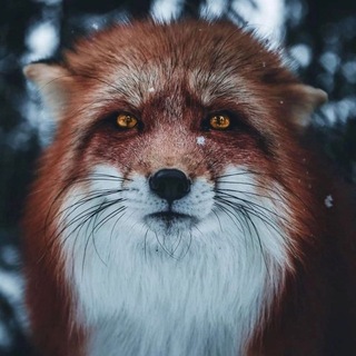 Telegram profile photo for يوميّات المقتطف