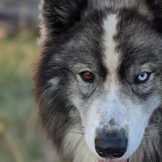 Telegram profile photo for у них лапки