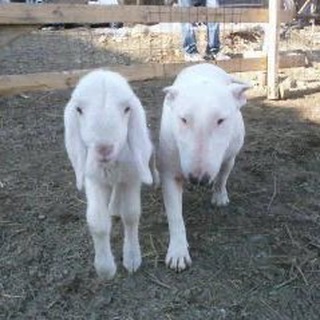 Telegram profile photo for vvarv7
