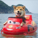 Telegram profile photo for Meme Channel