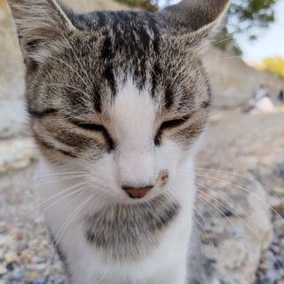 Telegram profile photo for ЗоПик