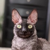 Telegram profile photo for Нездоровый движ в лесу |Глаза Земли|