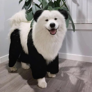Telegram profile photo for самоїди