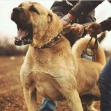 Telegram profile photo for Dog_سگ بازان