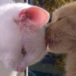 Telegram profile photo for люблю