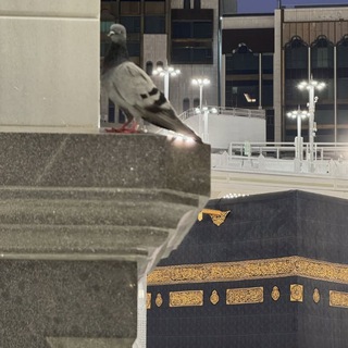 Telegram profile photo for راحَه