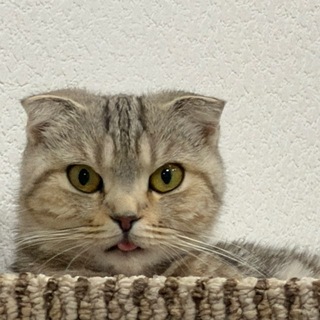 Telegram profile photo for Жизнь лягушки