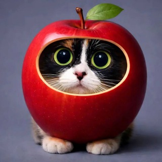 Telegram profile photo for Bio?