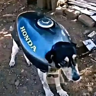 Telegram profile photo for Будка хонды