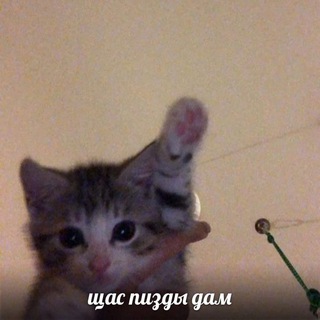 Telegram profile photo for bir pişik həyatı🍁