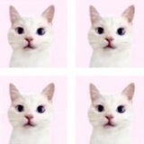 Telegram profile photo for move.
