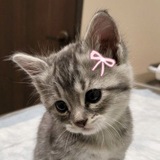 Telegram profile photo for вишня короче(рест)🍷 #maru