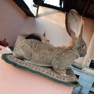 Telegram group profile photo for UZB Flandr N¹ 🐇 Guruh