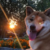 Telegram profile photo for Сиба Лейд🐕❤️