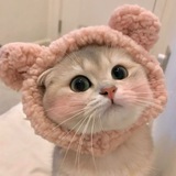 Telegram profile photo for MimiCat