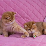 Telegram profile photo for Британская Золотая Шиншилла в Москве