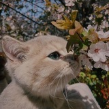 Telegram profile photo for 🌺 Котолош / Kotolosh 🌺