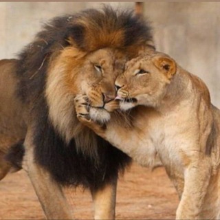 Telegram profile photo for لقلبي أمنيه ( الشاعر علي الدريعي )