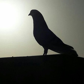 Telegram profile photo for عشق بدررنگ کبوتر اصیل اصفهان