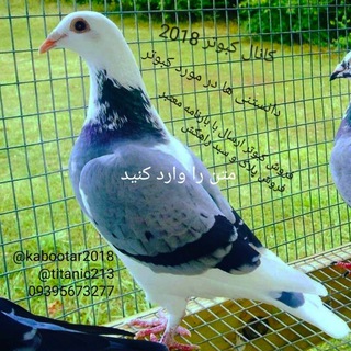 Telegram profile photo for کبوتر2018