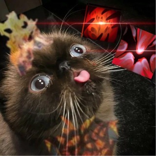 Telegram profile photo for Zxcmiki?