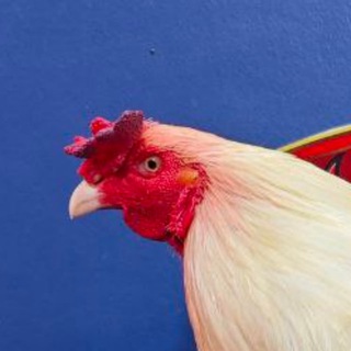 Telegram profile photo for ទ្រុងបក្សីប្រយុទ្ធ🐓