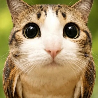 Telegram profile photo for ⲙυⲧя ⲟⲧⳅыⲃы