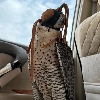 Telegram profile photo for هّاجس .